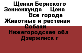 Щенки Бернского Зенненхунда  › Цена ­ 40 000 - Все города Животные и растения » Собаки   . Нижегородская обл.,Дзержинск г.